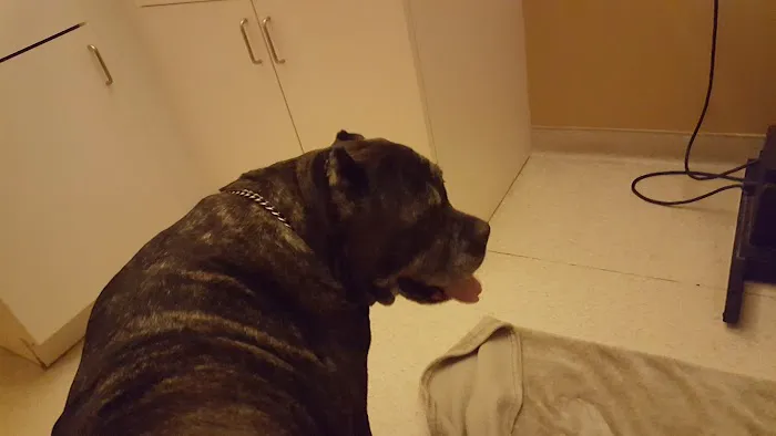 VCA AVH Animal Hospital 7