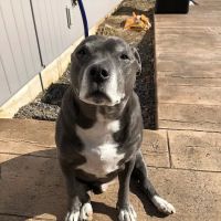 VCA AVH Animal Hospital ico