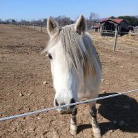 Cross River Veterinary Service ico
