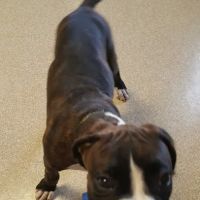 Shelby Veterinary Service, P.C. ico