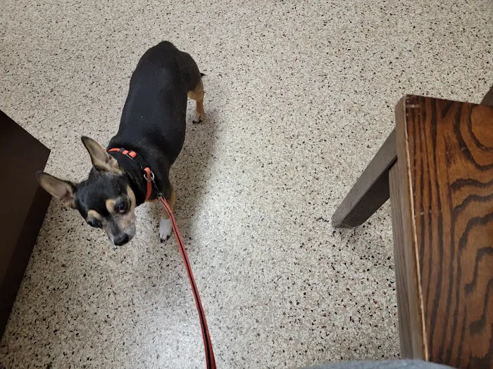 London Animal Hospital 8
