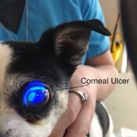 Sheffield Veterinary Hospital: LaForge Julie A DVM ico