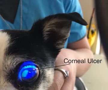 Sheffield Veterinary Hospital: LaForge Julie A DVM