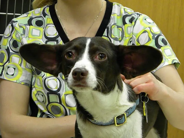 Sheffield Veterinary Hospital 5