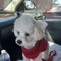 Sheffield Veterinary Hospital ico