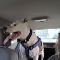 Sunnyside Veterinary Clinic ico