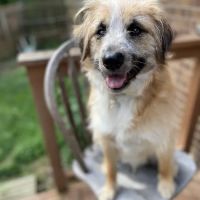 Hope Spay Neuter Clinic ico