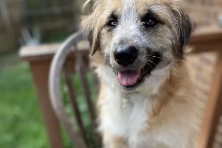 Hope Spay Neuter Clinic