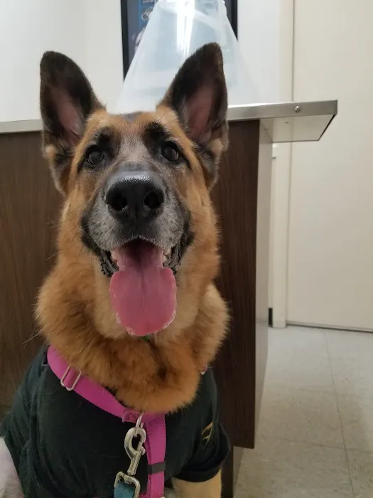 VCA Woodford Animal Hospital 12