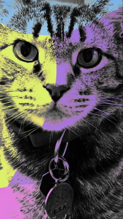 House-Call Veterinary Service 4
