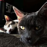 House-Call Veterinary Service ico