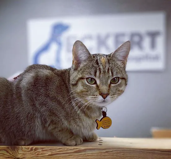 Eckert Veterinary Hospital 6