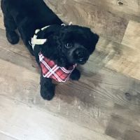 Eckert Veterinary Hospital ico