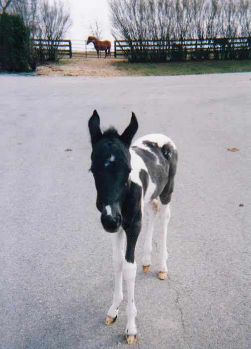 All Creatures Great & Small Animal Hospital 12