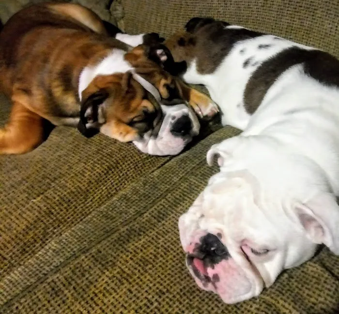 All Creatures Great & Small Animal Hospital 12