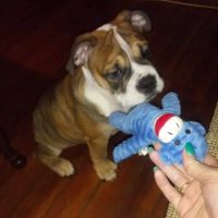 All Creatures Great & Small Animal Hospital ico