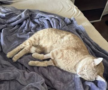 Bluegrass Veterinary Specialists + Animal Emergency