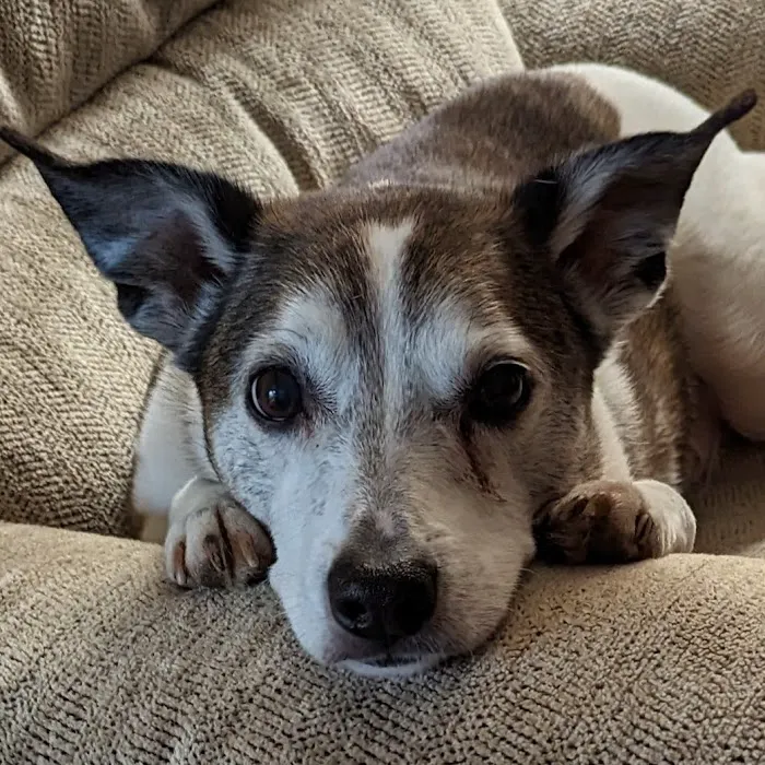 Bluegrass Veterinary Specialists + Animal Emergency 2