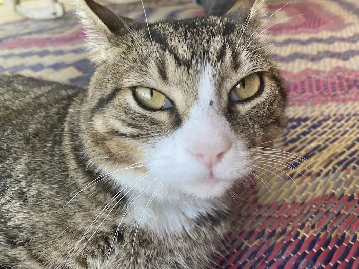 Commonwealth Animal Care 6