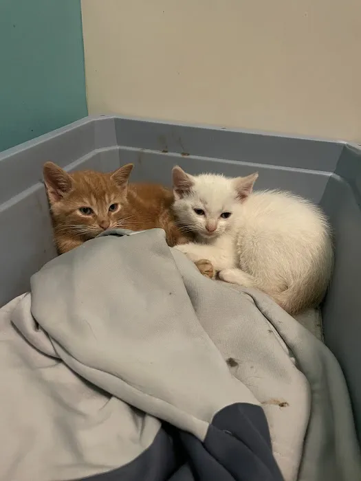Commonwealth Animal Care 8