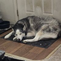 Commonwealth Animal Care ico