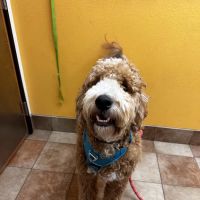 Banfield Pet Hospital ico