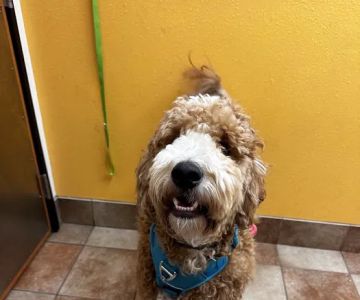 Banfield Pet Hospital