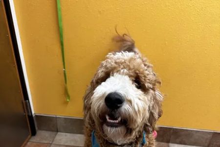 Banfield Pet Hospital