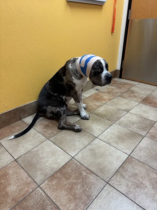 Banfield Pet Hospital 12