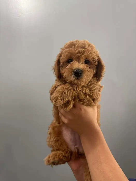Banfield Pet Hospital 12