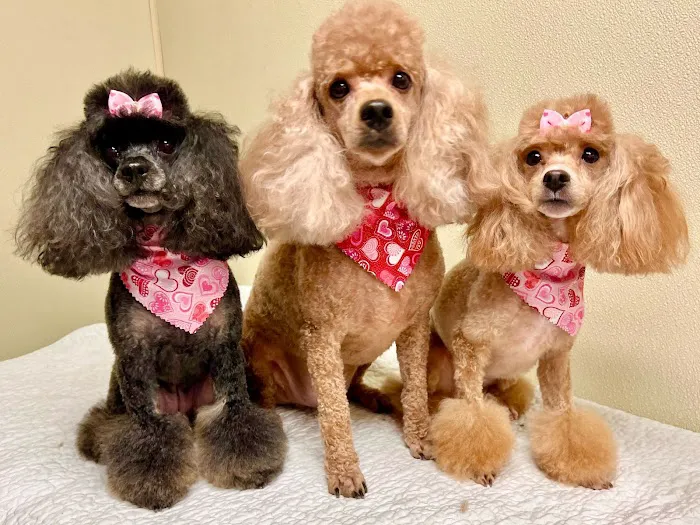 Brighton Animal Clinic 8