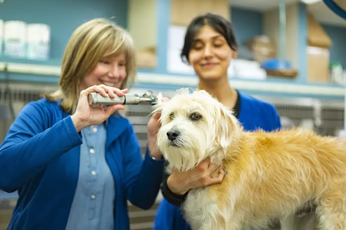 Brighton Animal Clinic 6