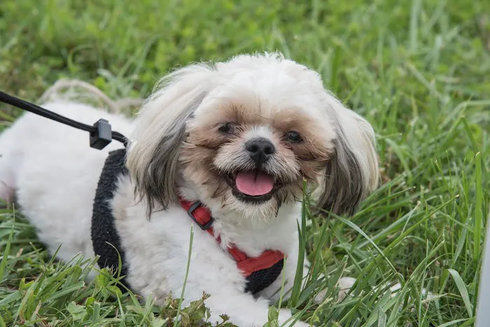Brighton Animal Clinic 1