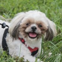Brighton Animal Clinic ico