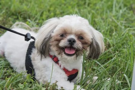 Brighton Animal Clinic