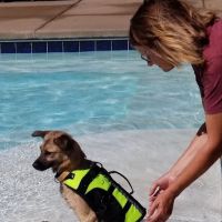 Uptown Hounds: Johnson Mindy DVM ico