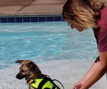 Uptown Hounds: Johnson Mindy DVM