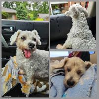 Veterinary Wellness Center ico