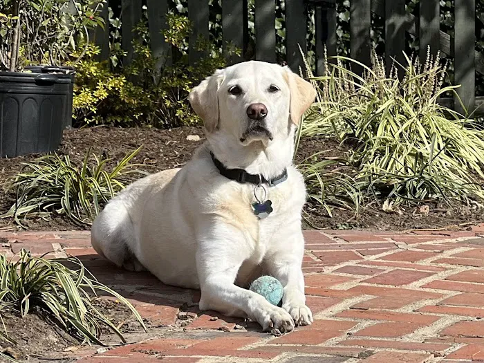 Chevy Chase Animal Clinic 8