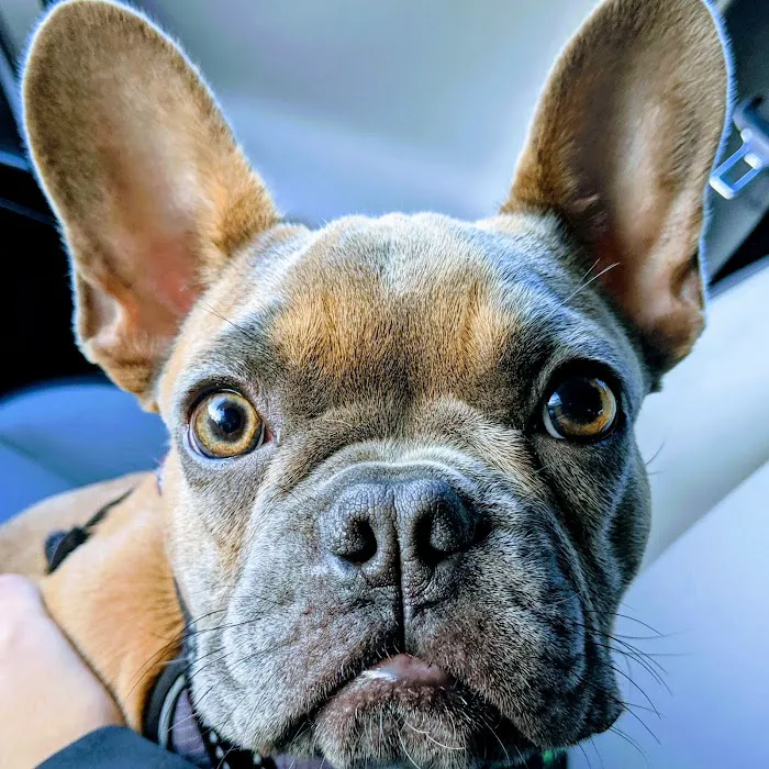 Chevy Chase Animal Clinic 9