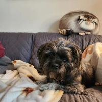 Chevy Chase Animal Clinic ico