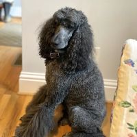 Animal Medical Center on Romany ico