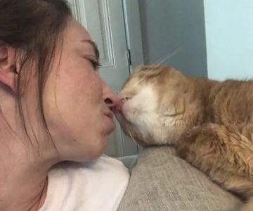 Affordable Vet Clinic