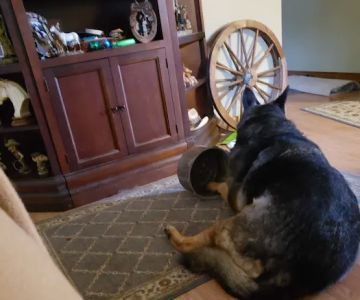 Town & Country Veterinary