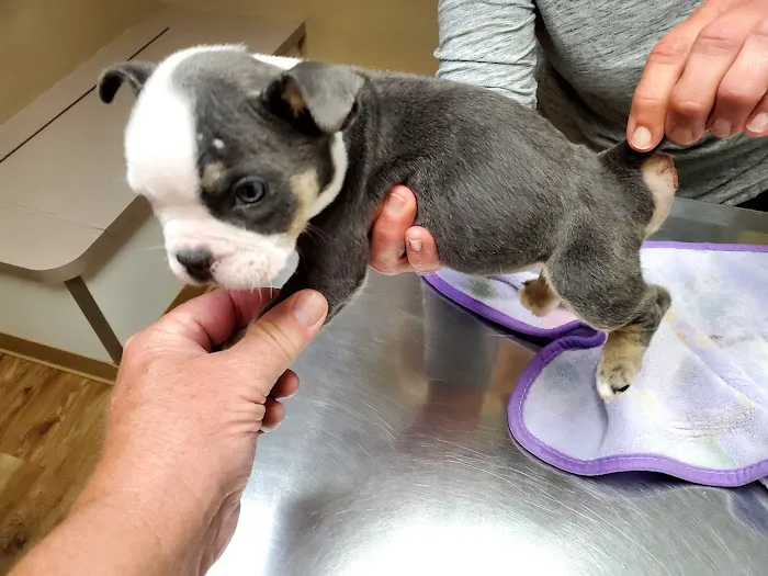 Adams County Veterinary Services - Dr. Dan Meakin 3