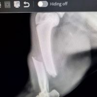 Adams County Veterinary Services - Dr. Dan Meakin ico