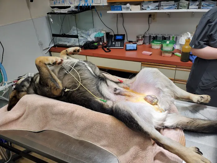 Adams County Veterinary Services - Dr. Dan Meakin 9