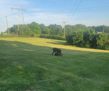 Colonial Heights Veterinary Clinic