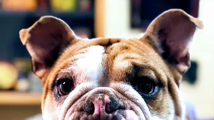 Hillsboro Veterinary Hospital 9