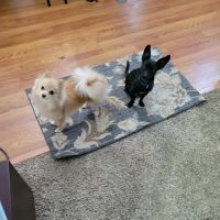 Colonial Animal Clinic ico